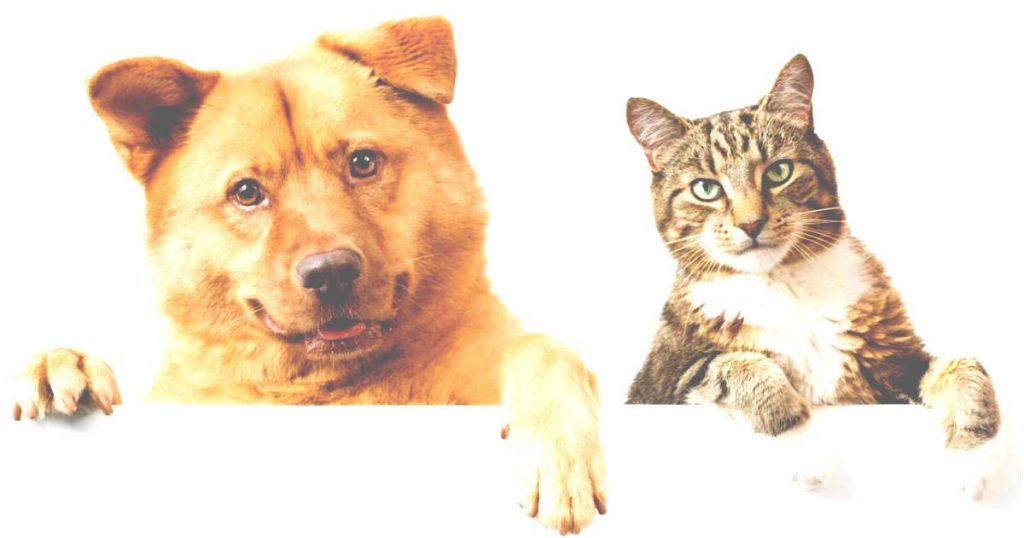 Should you have dogs or cats