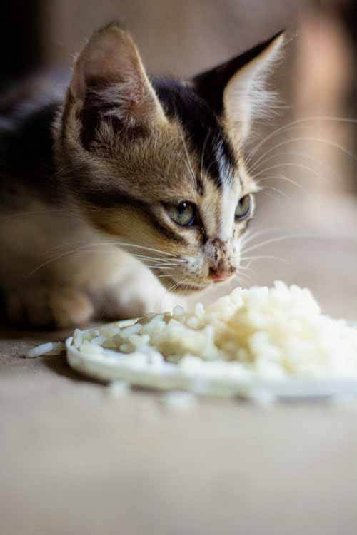 How to choosing a good cat food