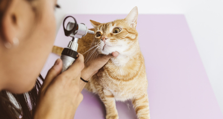 Health care tips for the cats