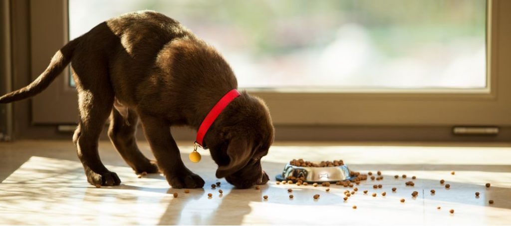 Things you should know before changing a new food for your dogs