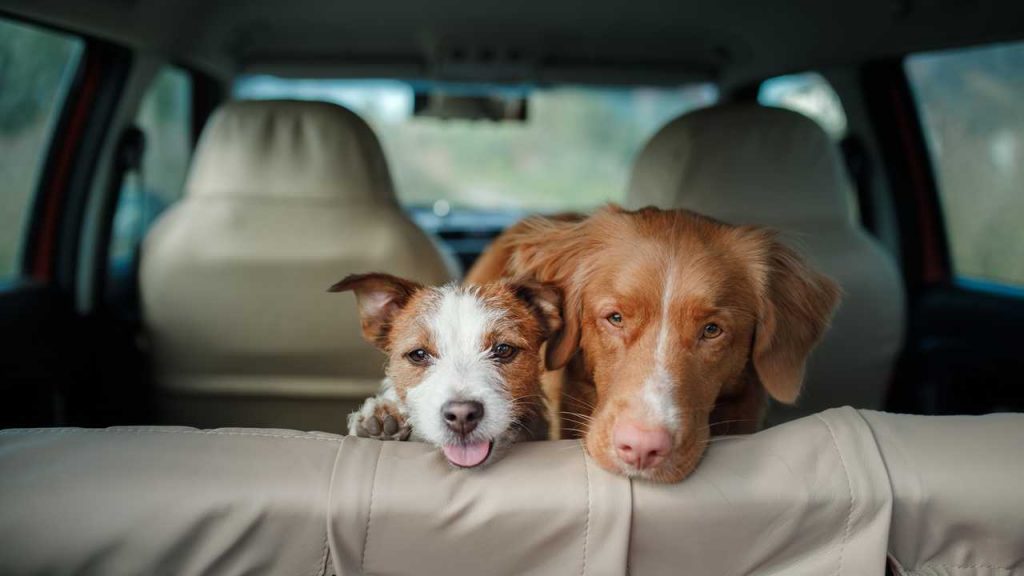 Is it true? having a dog as a friend between Driving helps to not be careless