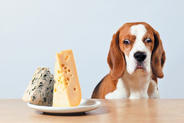 Let's take a look at what 10 foods are harmful to our pets.